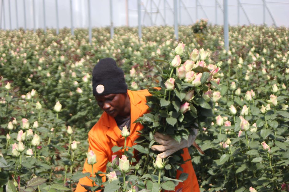 Плантации роз в Кении