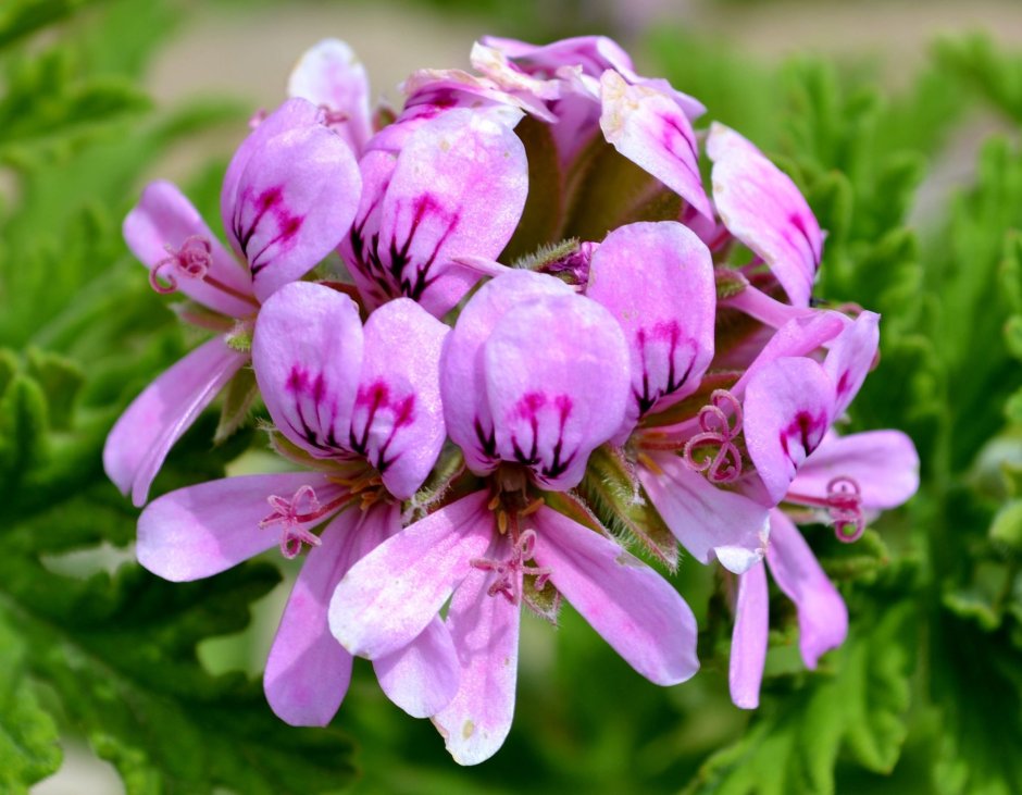 Пеларгониум розовый (Pelargonium Roseum)