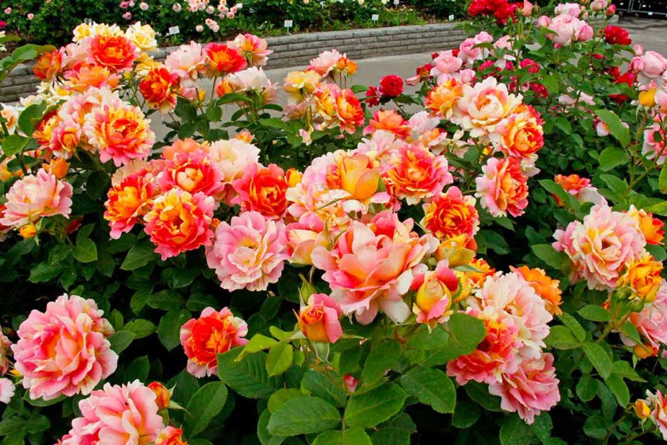 Парковые розы шрабы