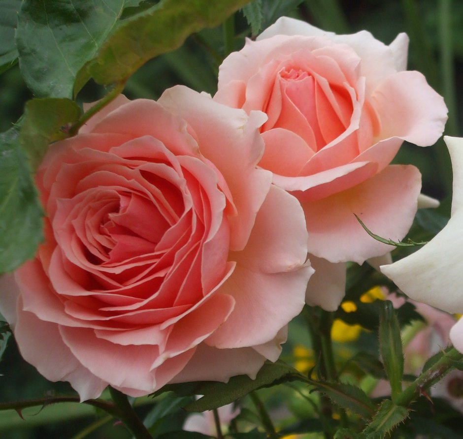 Роза канадская Парковая Модэн Блаш