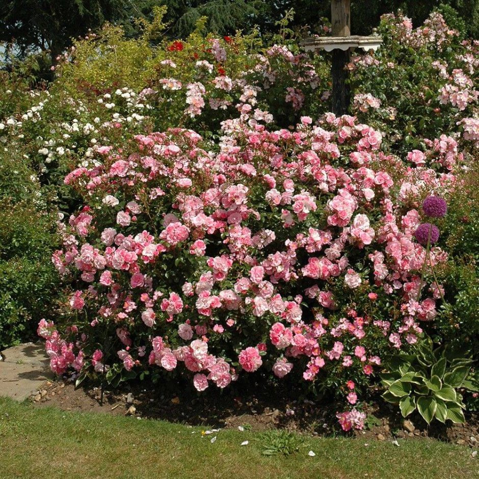 Роза шраб Боника 82 (bonica)