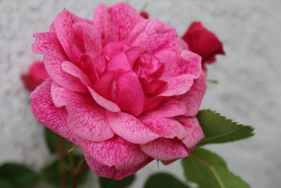 Rosa 'Morden Ruby'роза