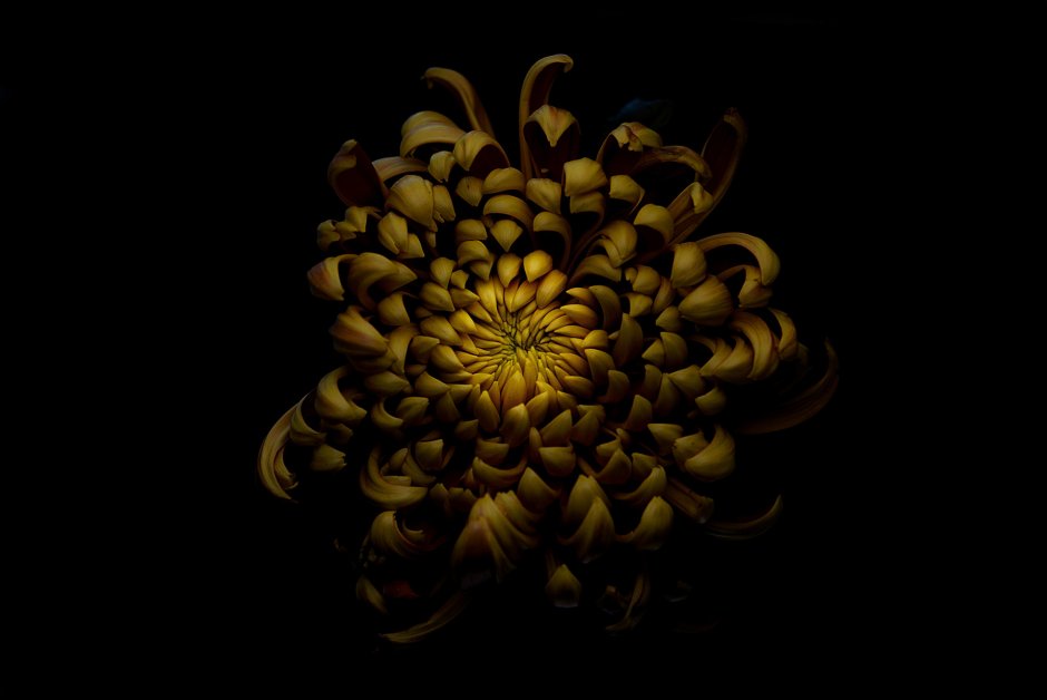 Хризантемы на темном фоне