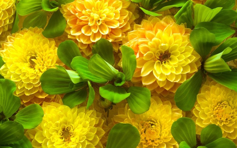Жёлтые хризантемы