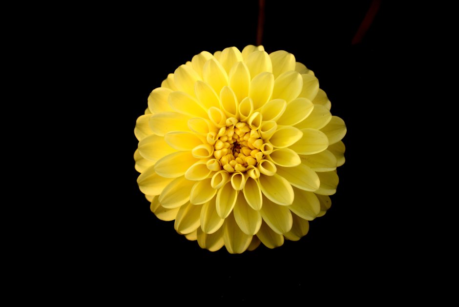 Хризантема желтая солнышко