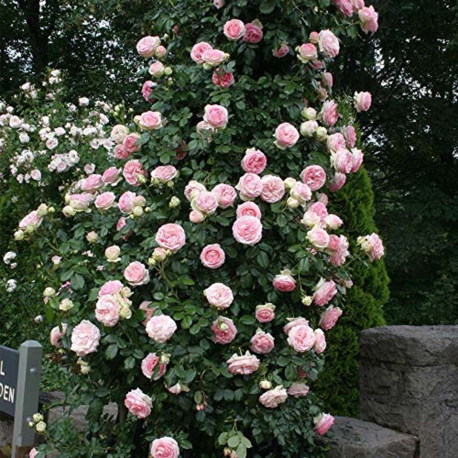 Уайт Эден Роуз роза