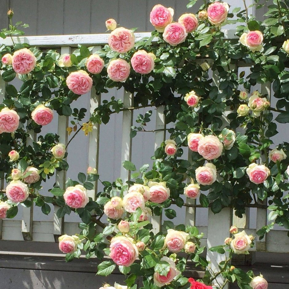 Плетистые розы Хендель