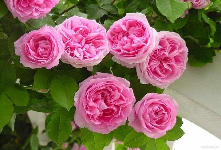 The Lady Gardener роза