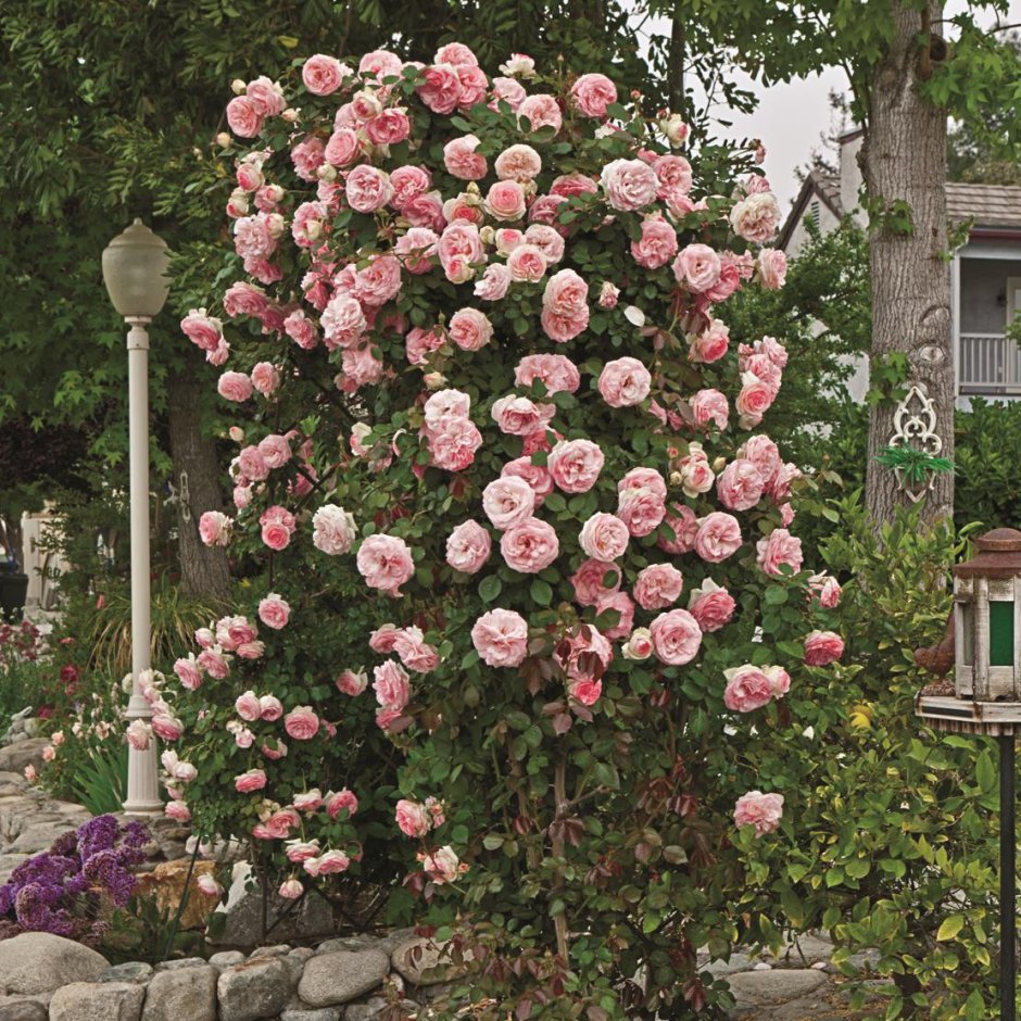 Роза Дэвид Остин таблица цветов