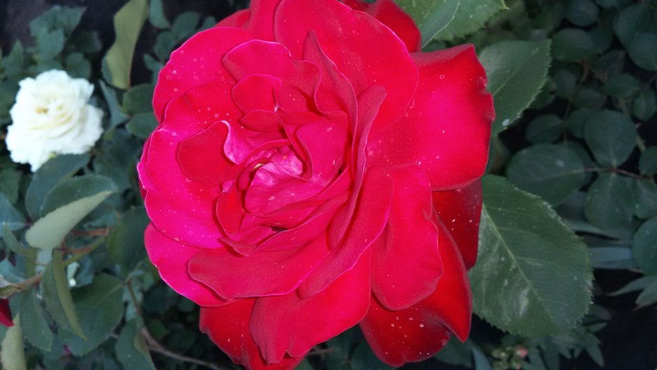 Роза Софи Лорен белая пионовидная