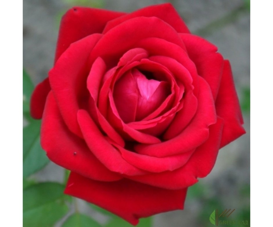 Розы Софи Лорен букет HD