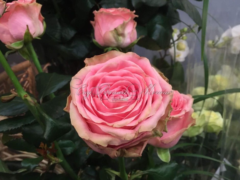 Роза чайно-гибридная красная "Софи Лорен"