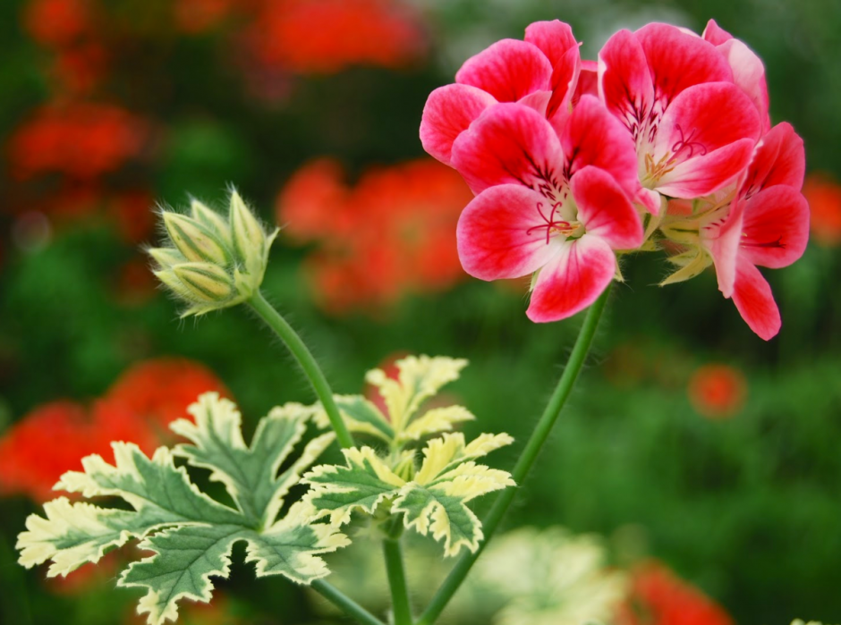 Пеларгония Королевская Regal Pelargonium