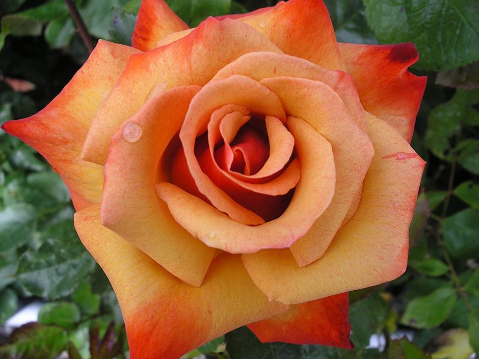 Розы Кардена зимостойкие