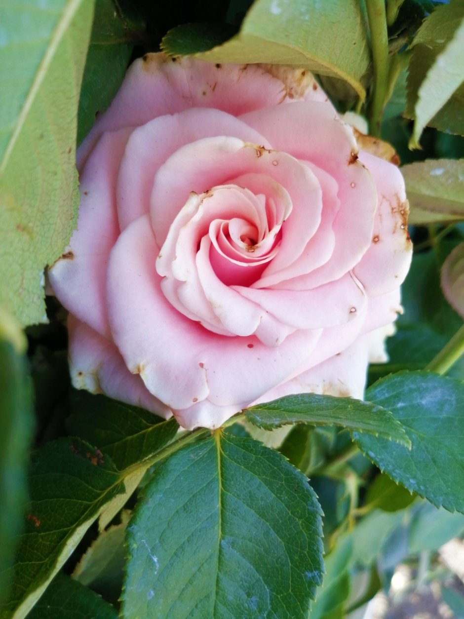 Роза чайно-гибридная «Седукцион»