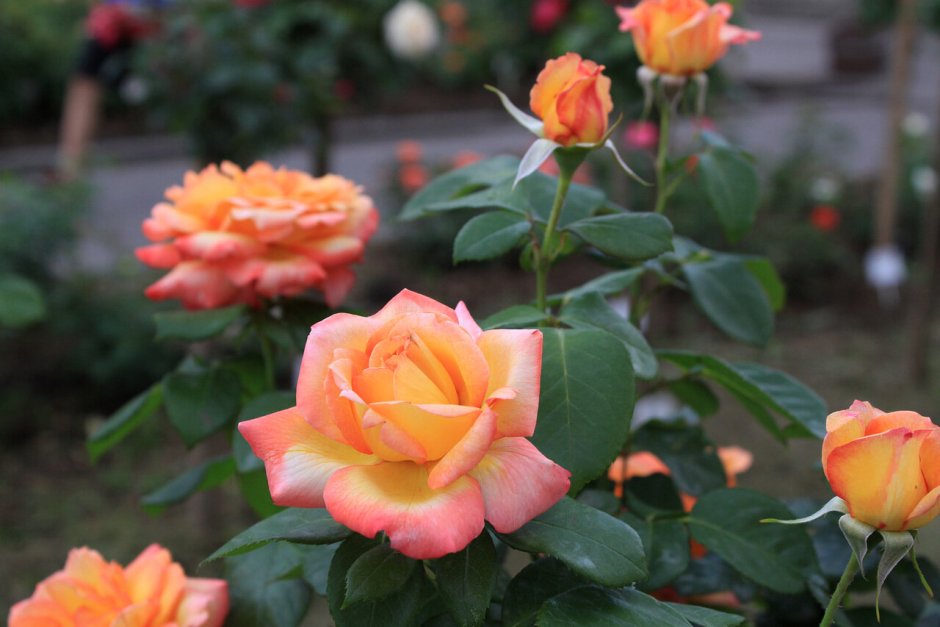 Розы Филипп Нуаре сорт