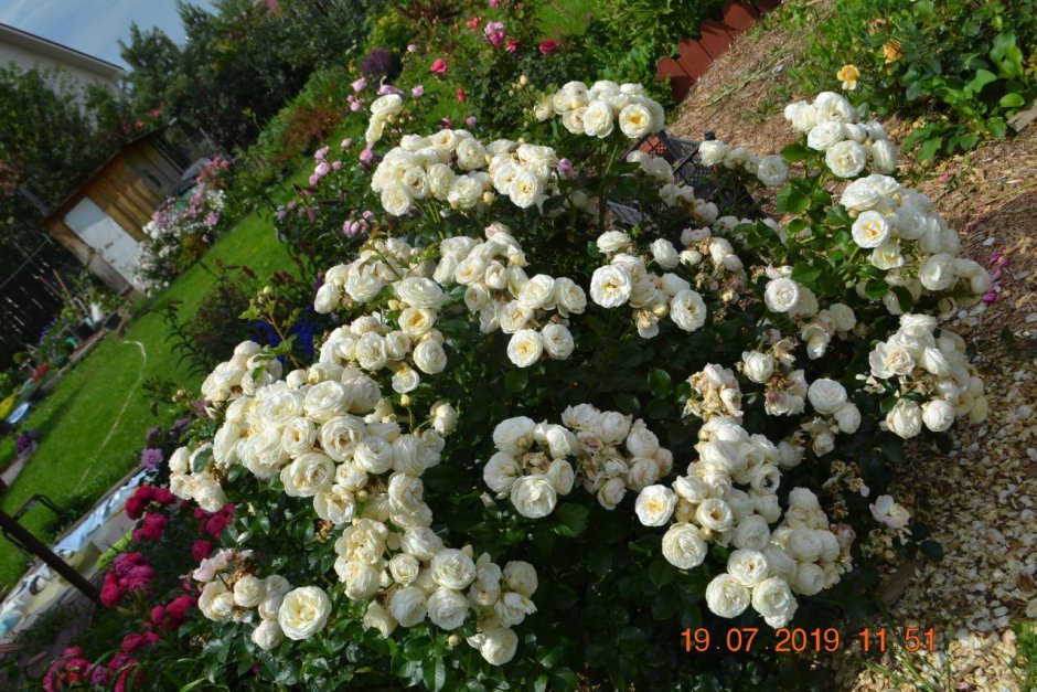 Мускусная роза аллевья