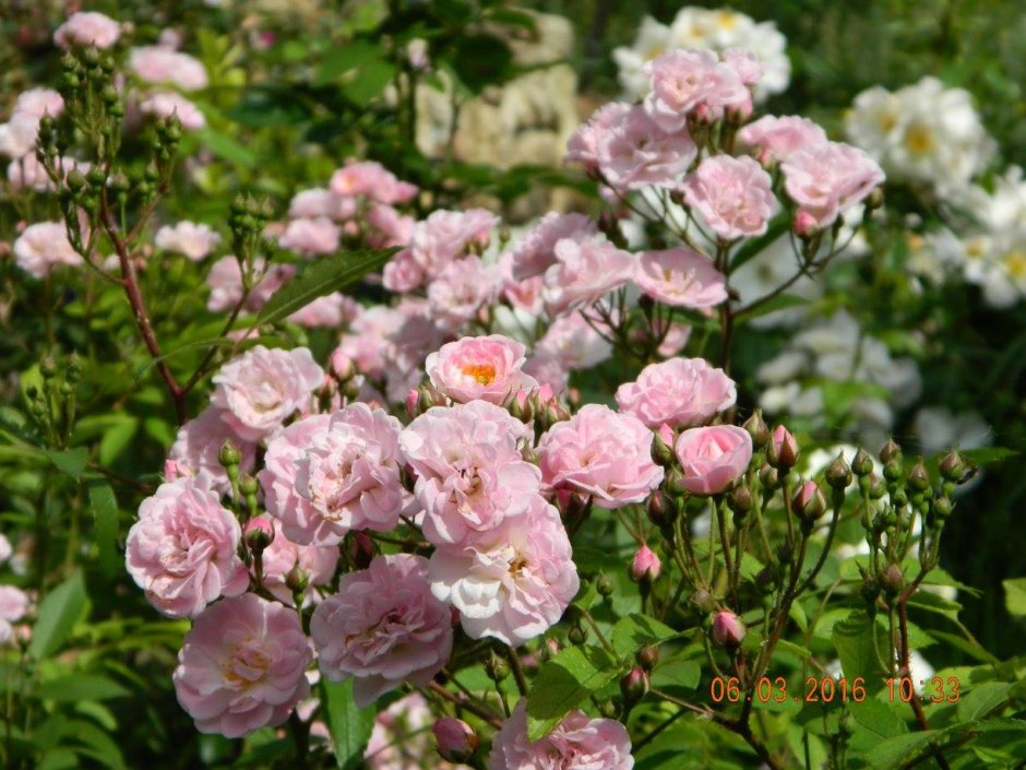 Blushing Bride роза