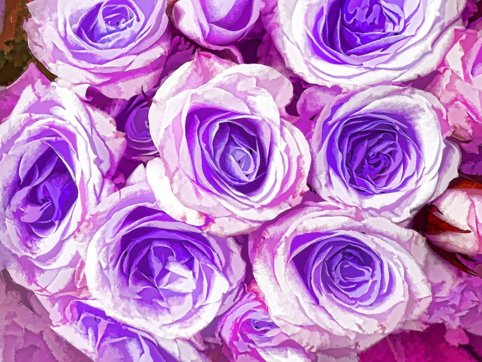 Сорт розы фиолет вельвет