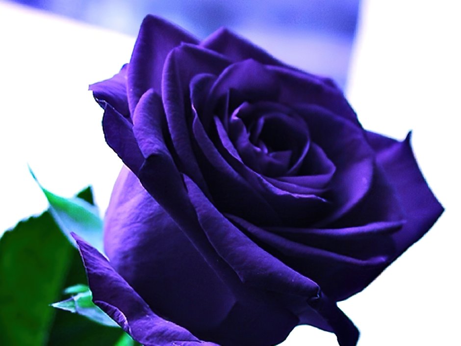 Роза пурпурный Триумф