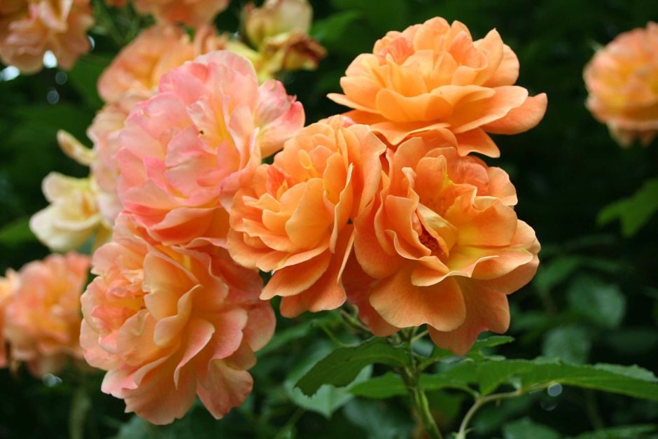 Роза шраб (Rosa Westerland