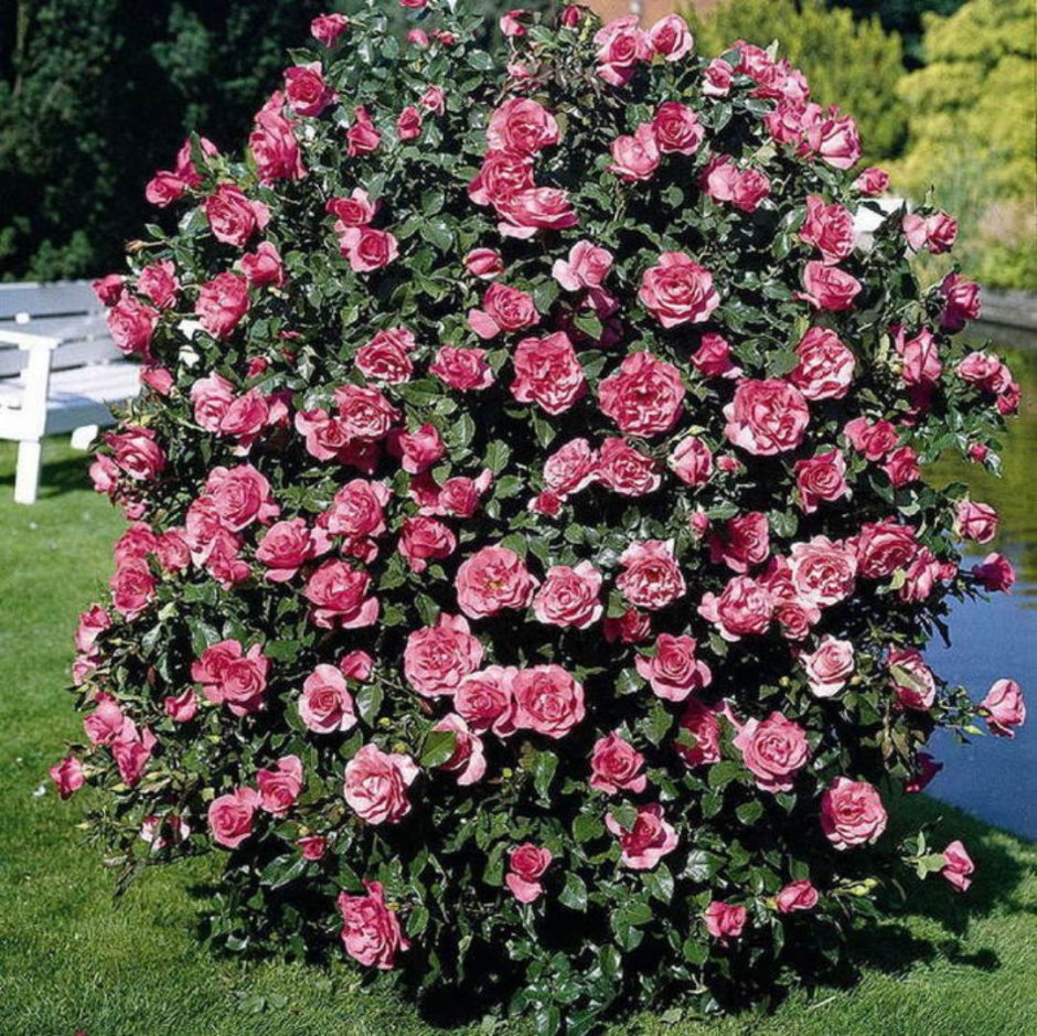 Парковые розы шрабы