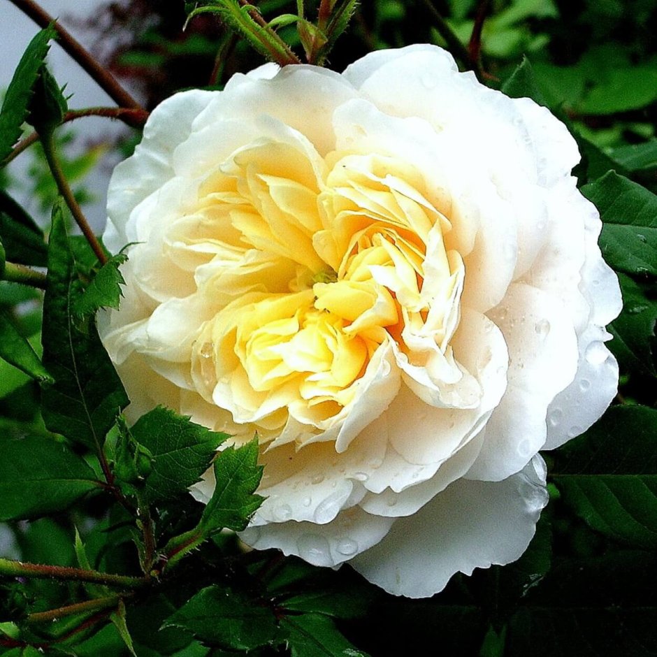 Роза шраб Крокус Роуз