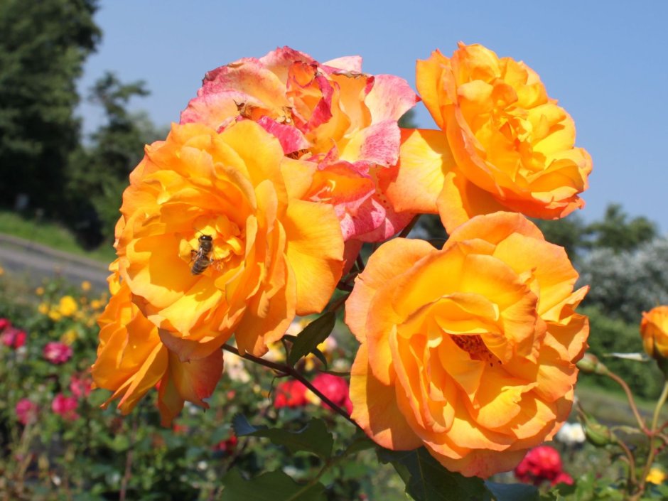 Роза шраб (Rosa Sahara