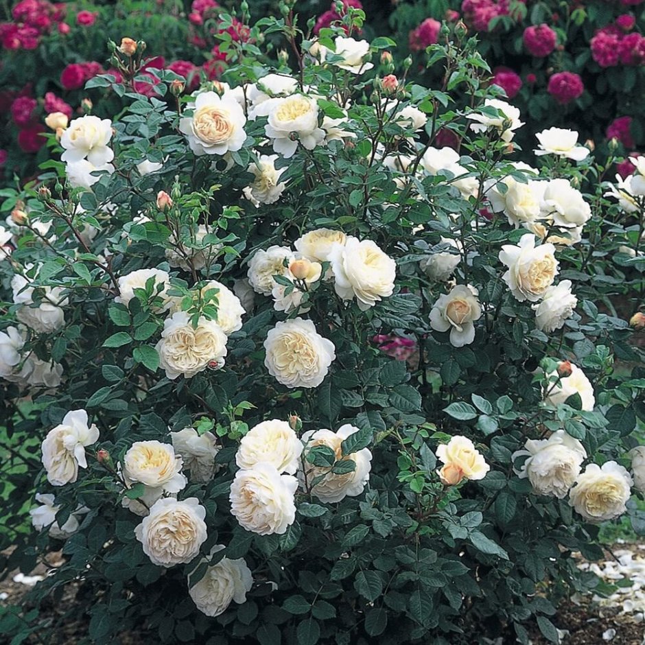Розы сорта шрабы зимостойкие