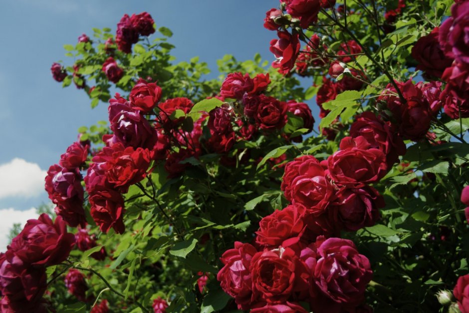 Роза кустарниковая шраб