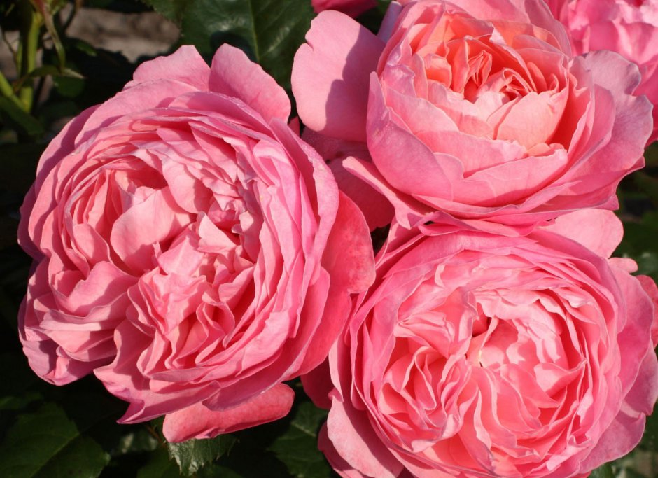 Роза шраб Кельнер Флора (розовая)