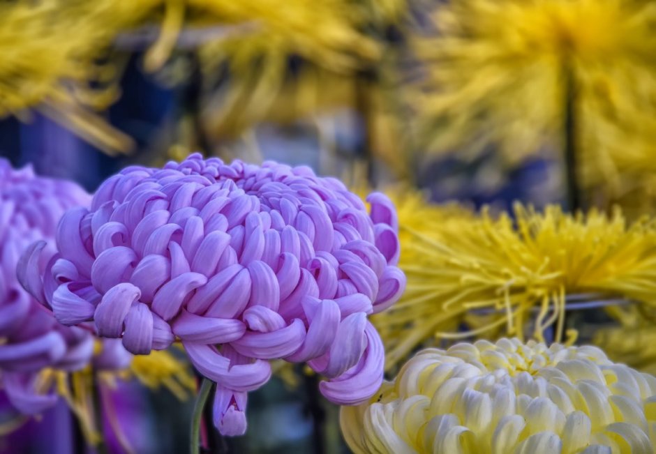 Хризантема крупноцветковая японская