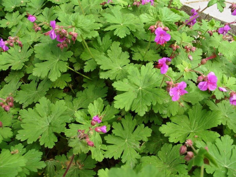 Герань крупнокорневищная (Geranium macrorrhizum &#96;Spessart&#96;)