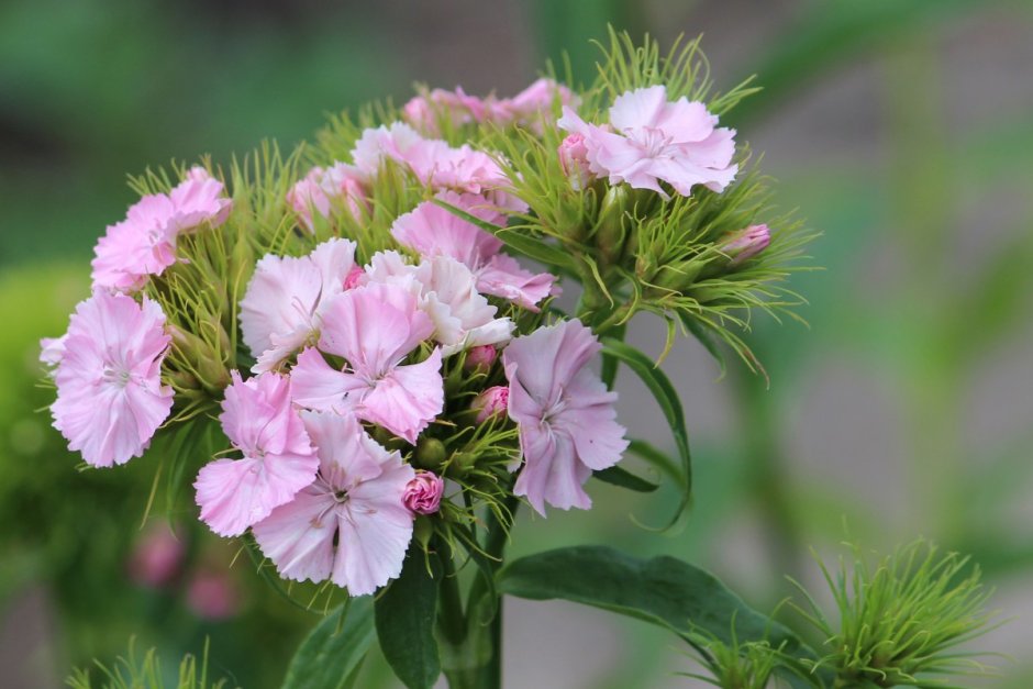 Dianthus tymphresteus