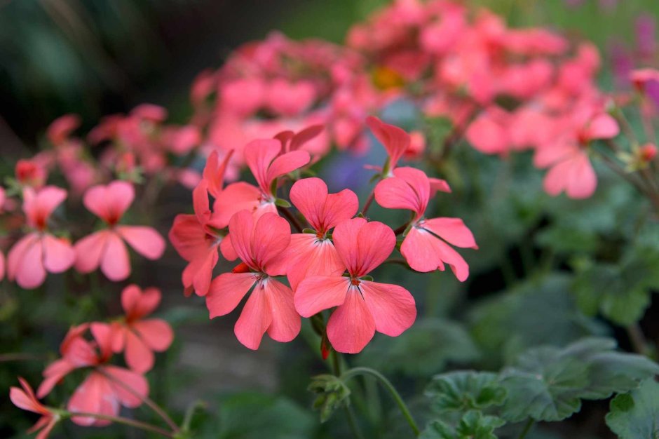 Pelargonium frutetorum