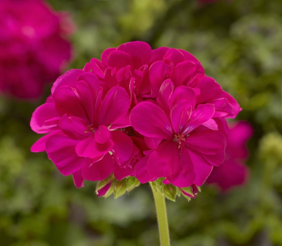 Пеларгония Pelargonium Florella Velvet