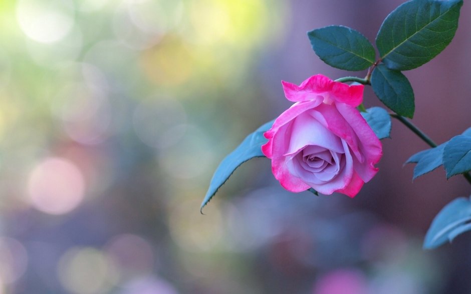 Розовые розы на голубом фоне