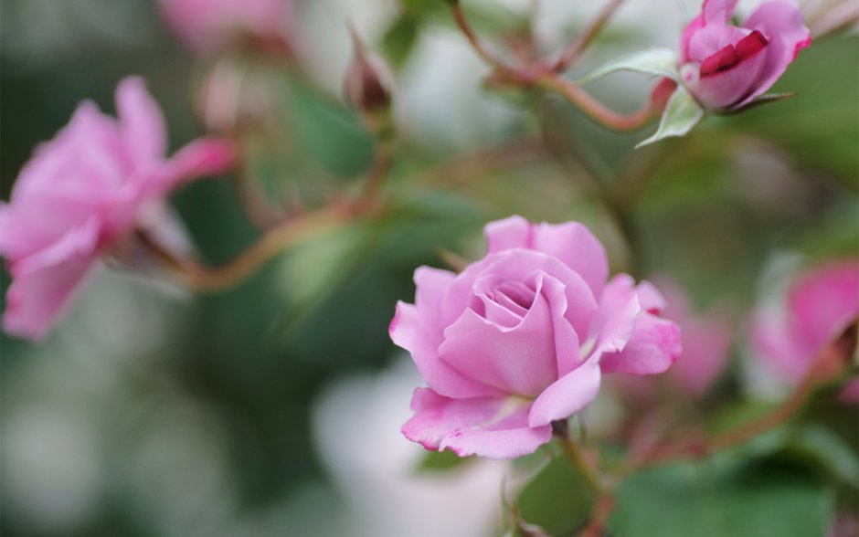 Маленькие розовые цветы