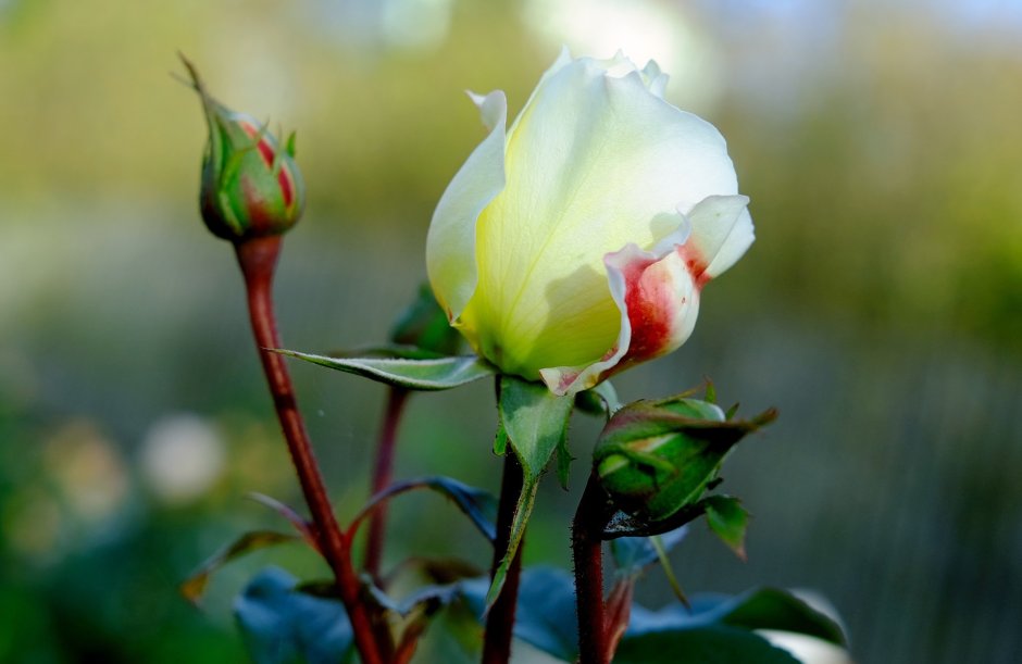 Бутон розы садовой "White"