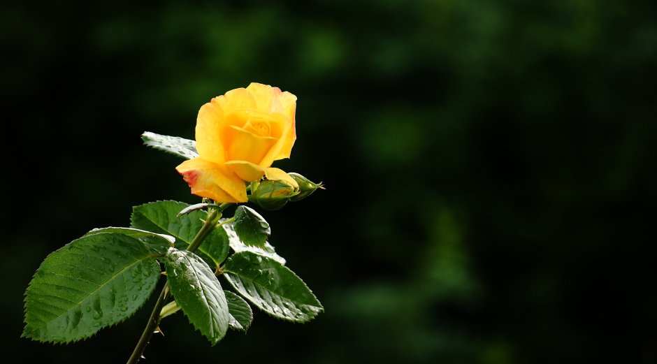 Бутон розы листья розы