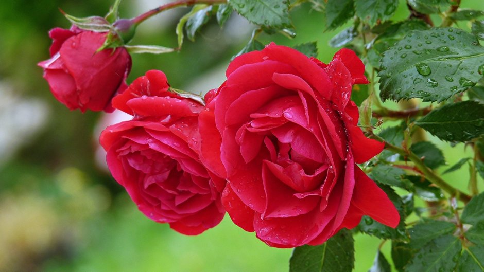 Red Romance (ред романс) роза