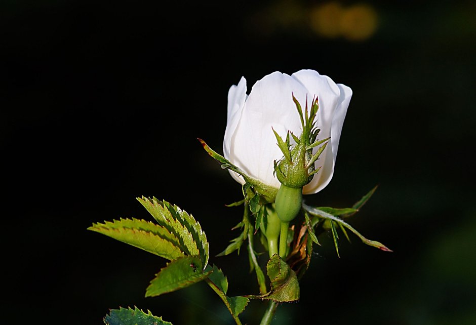 Белая роза бутон Нераспустившийся