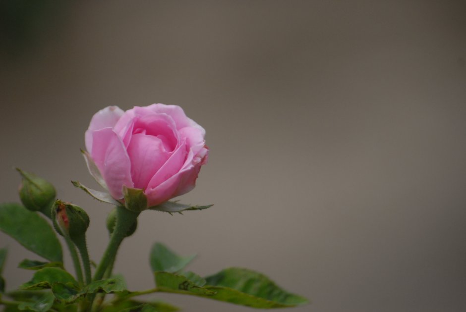 Роза на стебле фото