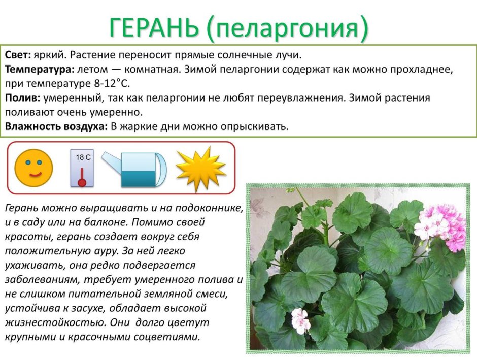 Паспорт комнатных растений в детском саду пеларгония