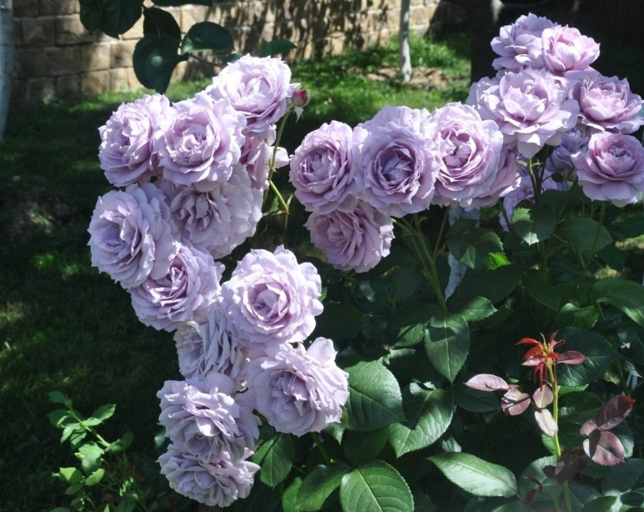 Роза флорибунда Новалис
