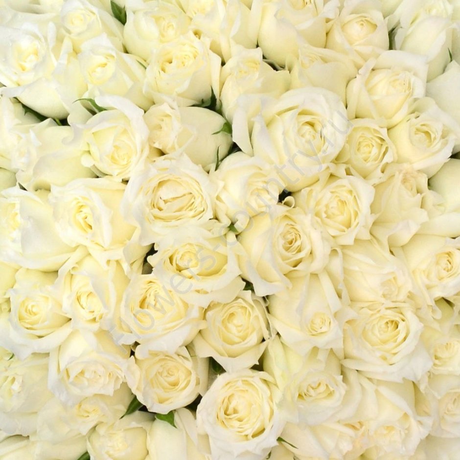 Цветы роза белая Эстетика