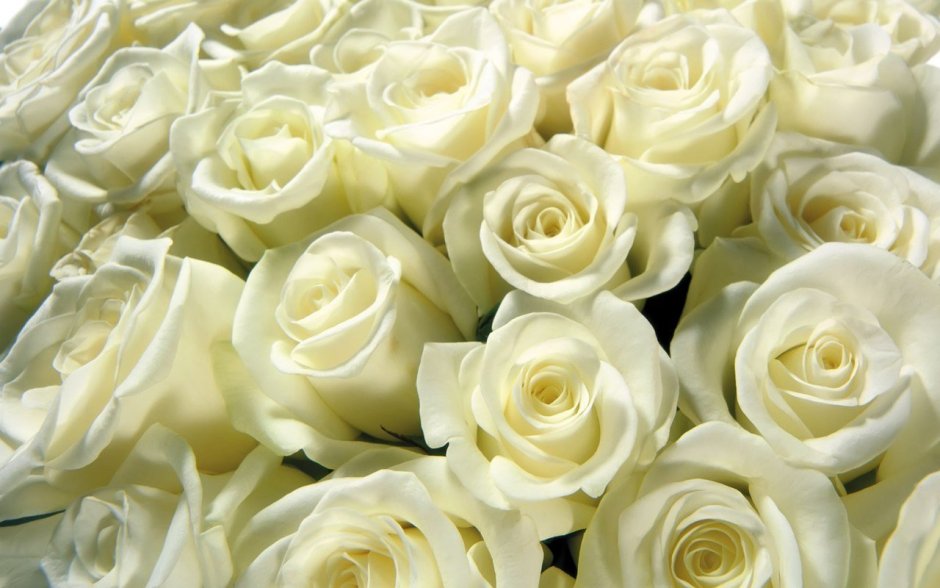 1000 Белых роз