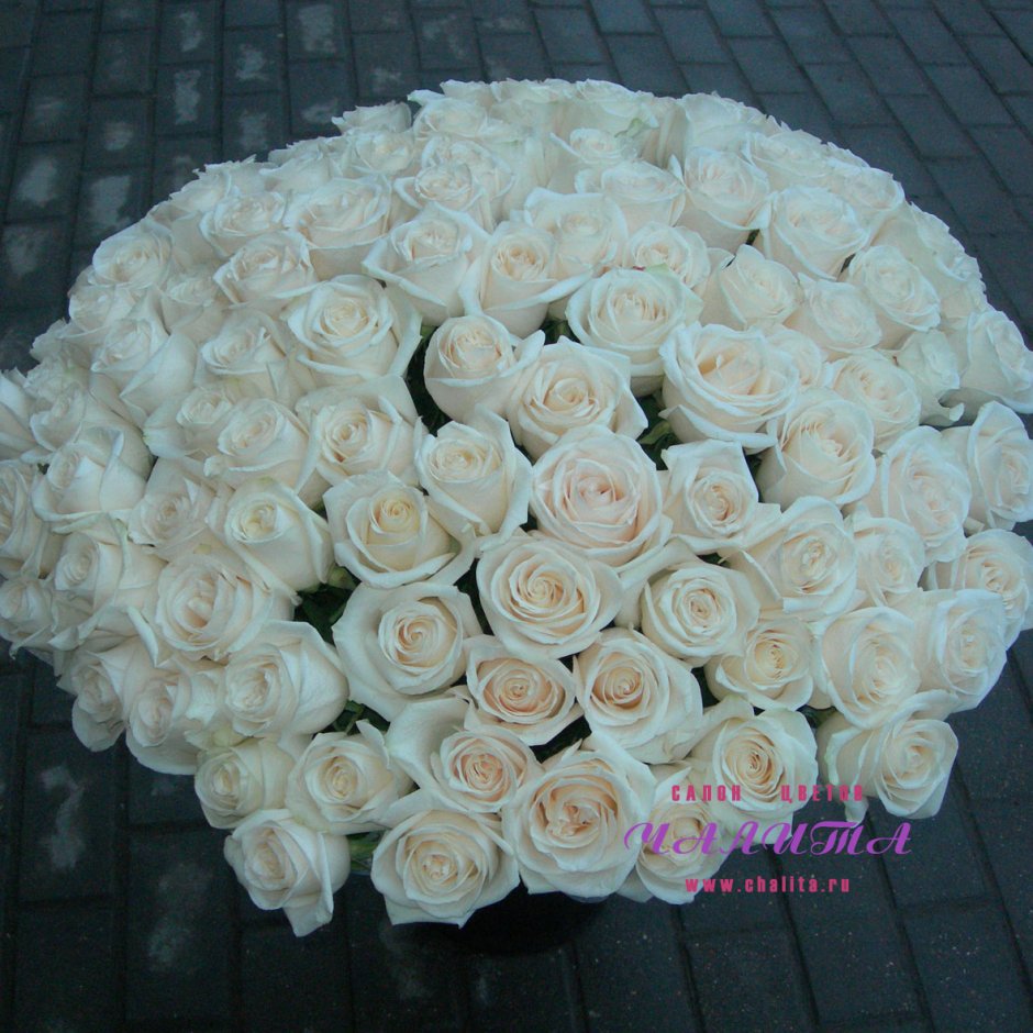Белая роза Голландия сорта