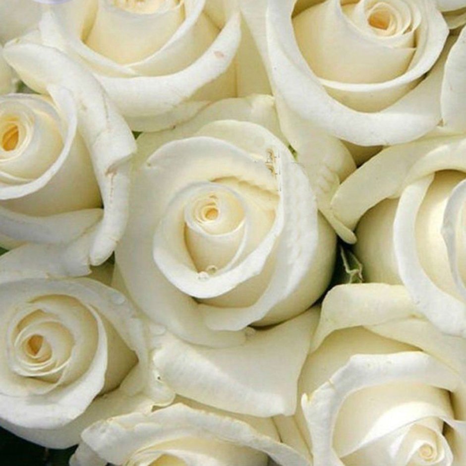 Белые Свадебные розы