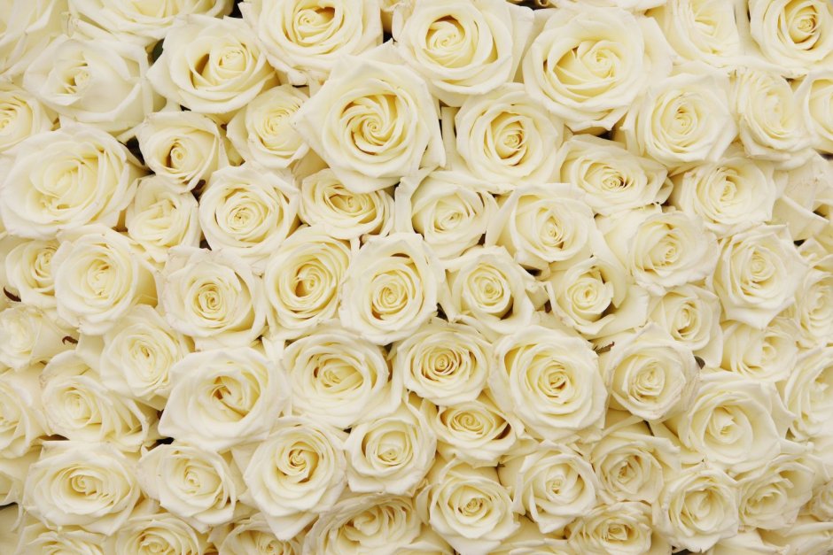 Розы белые свет